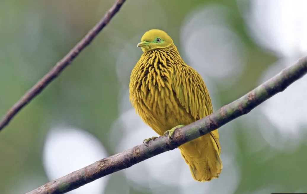 photo of a Golden dove. Taken in the nausori highlands of Fiji